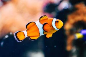 C罗2014世界杯发型,优雅与力量的完美结合c罗2014世界杯发型